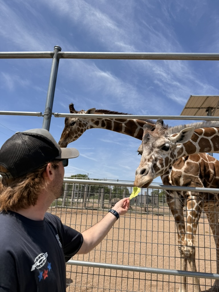 Feeding a giraffe
